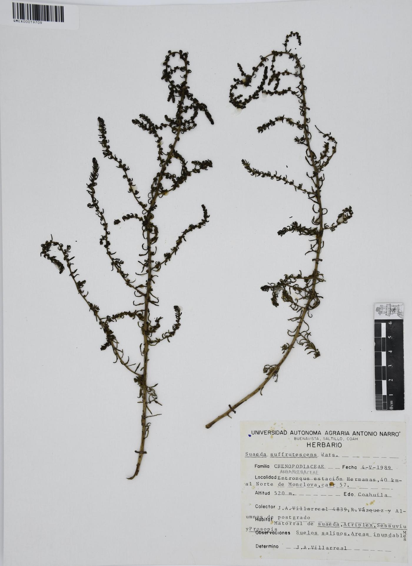 Suaeda suffrutescens image